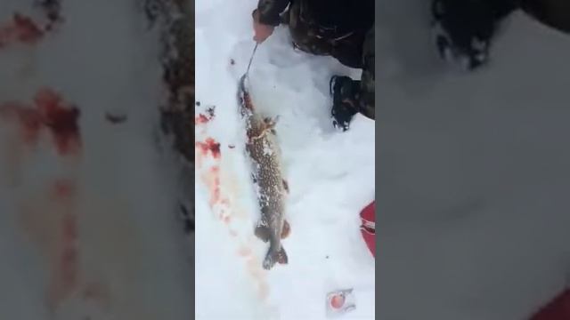 Есть ещё заветные щуки в Саратове смотреть онлайн