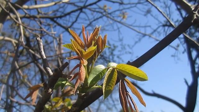 Грецкий Орех. Первые Листочки. Апрель (Spring. Nuts. Walnut) смотреть онлайн