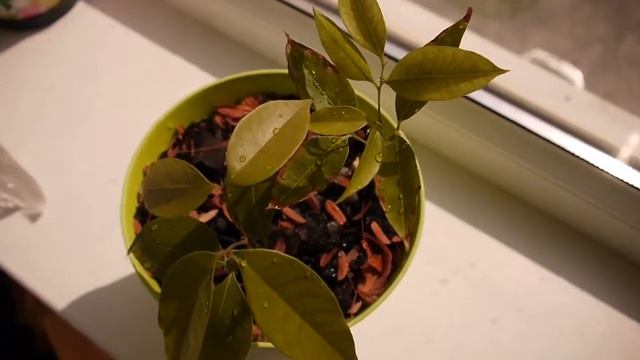 Личи из косточки смотреть онлайн