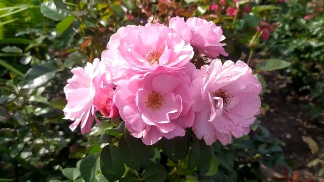 10 уникальных сортов роз! #розы #сортароз #цветениероз #розывсаду #счастливыйсадовод