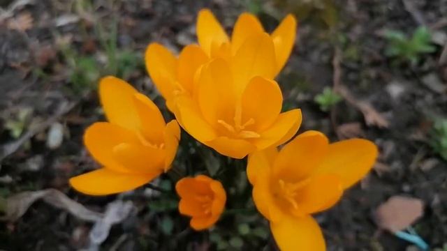 + Жёлтый Крокус Королькова сорт Ориентали. Видеопортрет растения апрель 2022 смотреть онлайн