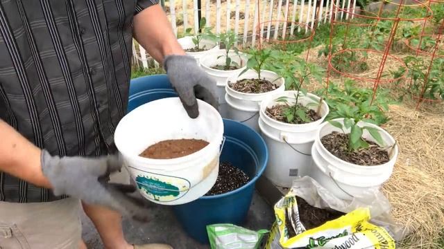 How to Grow Squash in Containers || Black Gumbo смотреть онлайн