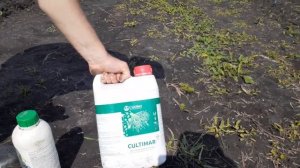 Посадка томатов в открытый грунт.Культимар и Фитофорт Плюс.