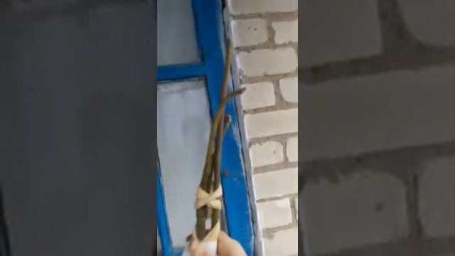 Инжир, голубика в кадках, обзор зимой, смотреть онлайн