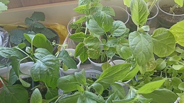 Перевожу всю рассаду на дачу. 17.05.2023. смотреть онлайн