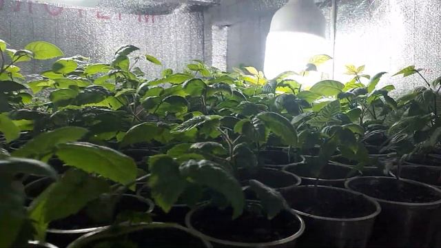 Саженцы ремонтантной безшипой ежевики Блек Джем из корневых черенков спустя три недели после высадк смотреть онлайн