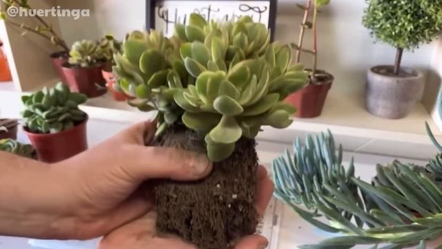 CRASSULA SWAZIENSIS VARIEGATA MONEY MAKER | Cuidados