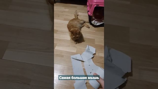 Шуршащая большая мышь с длинным хвостом. Необычная игрушка кошки. смотреть онлайн