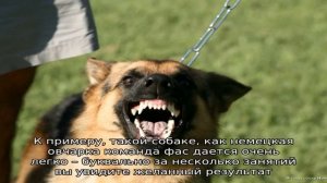 Как обучить собаку команде фас?