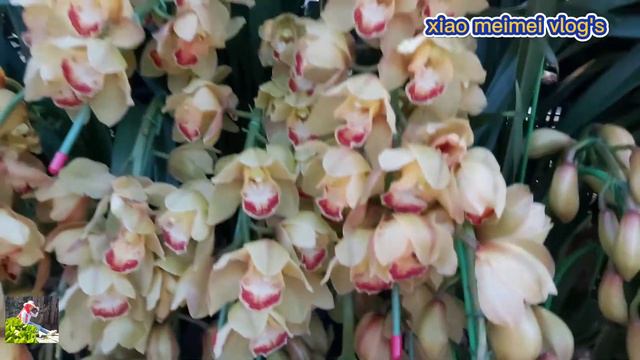 Bunga ANGGREK/Orchid смотреть онлайн