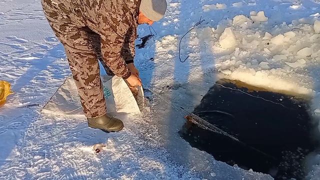 Замечательные золотые караси! смотреть онлайн