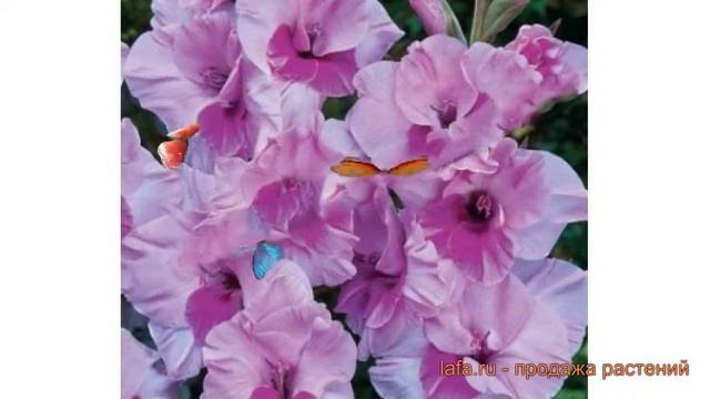 Гладиолус гофрированный Сакраменто Раффл ? обзор: как сажать, луковицы гладиолуса Сакраменто Раффл смотреть онлайн