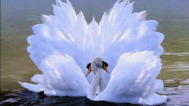 Андрей Дементьев   Отбились лебеди от стаи