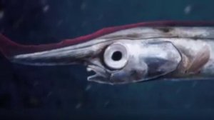 ЖУТКИЕ ГЛУБОКОВОДНЫЕ РЫБЫ