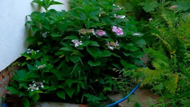 Гортензии Blue Wave и Blue Teller смотреть онлайн