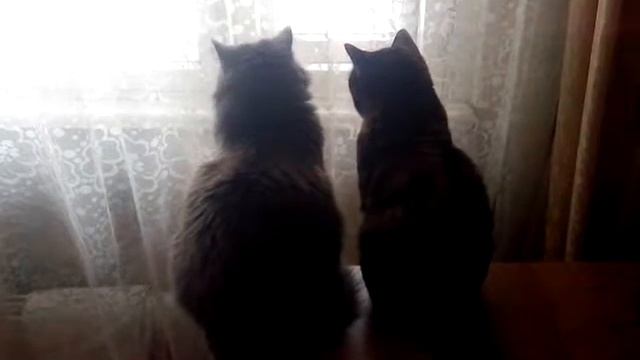 китайская лодка пвх смотреть онлайн