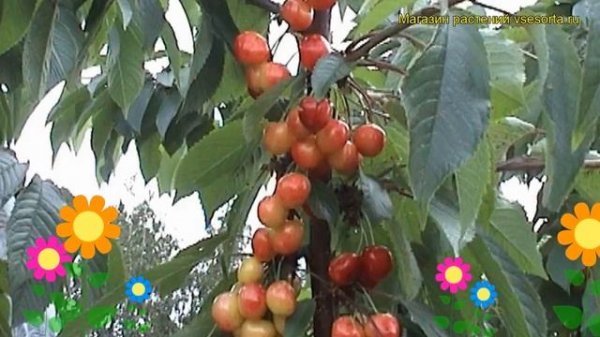 Черешня Гостинец. Краткий обзор, описание характеристик, где купить саженцы prunus avium Gostinets