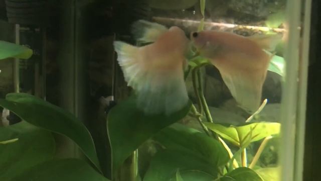 Meet My Betta Fish, Frogs, & Snails + Tank Set Up & Tour смотреть онлайн