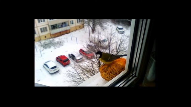 Кормушка для птиц. 13.11.2016 смотреть онлайн