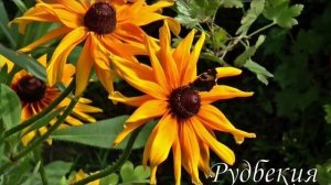 50 цветов,  дающих САМОСЕВ. Клумба без хлопот!