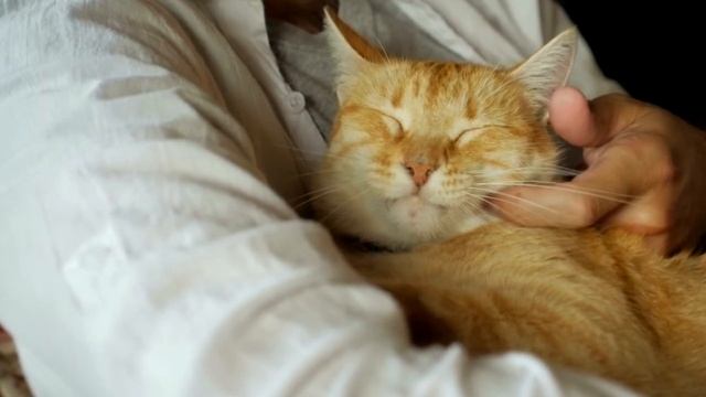 Кот ночью не давал спать парню. Оказалось он спас ему жизнь! смотреть онлайн