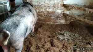 как выбрать поросят при покупке?