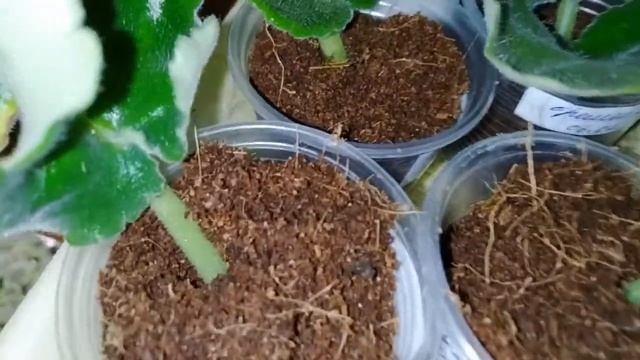 Размножение фиалок листом в домашних условиях Как укоренить лист фиалки смотреть онлайн