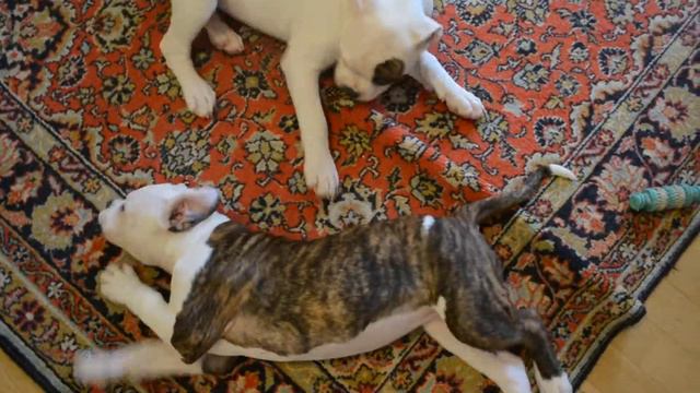 Цуценята Американського бульдога. Анабель. смотреть онлайн