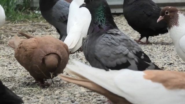 Бакинские голуби Сергея в Невинномысске! смотреть онлайн