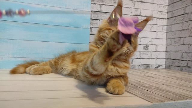 Уникум второй Золото Мирославы смотреть онлайн