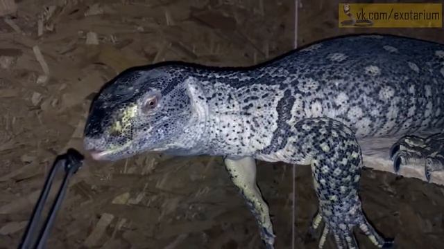 Кормление разных ящериц улитками смотреть онлайн