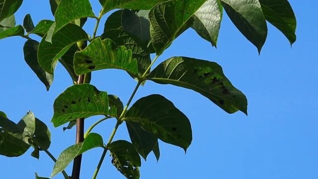 Sony HDR CX900e 24p demo shoot смотреть онлайн