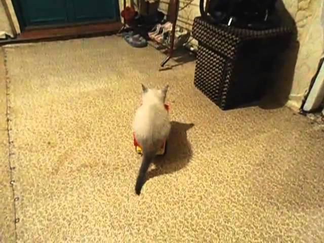 Kitten Drives Toy Car смотреть онлайн
