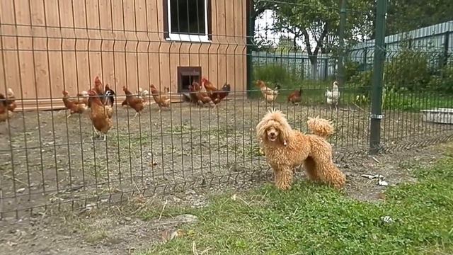 пудели и куры...)))) смотреть онлайн