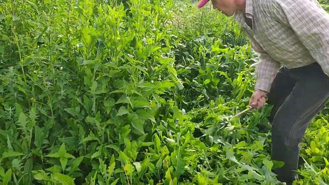 Коса, которая всегда под рукой. Ручная кованая мини-коса 30см. Scything. смотреть онлайн