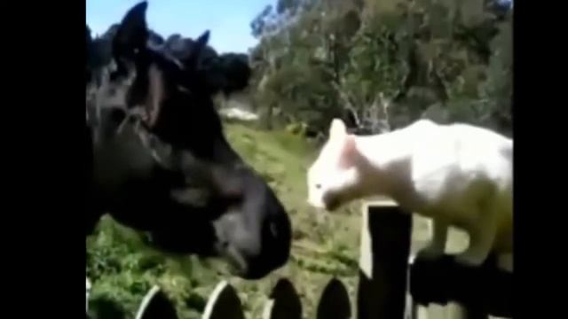 Подборка приколов с котами. Лучшие приколы про кошек 2020