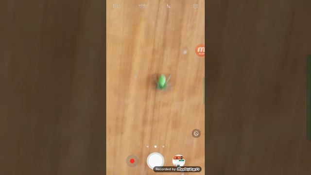 ЧТО ЭТО ЗА ВИД ПАУКОВ?!?!!!??!! смотреть онлайн