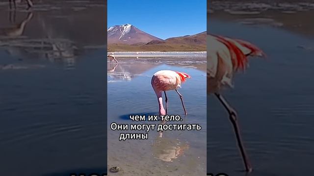 У фламинго ноги 1,5 метра смотреть онлайн