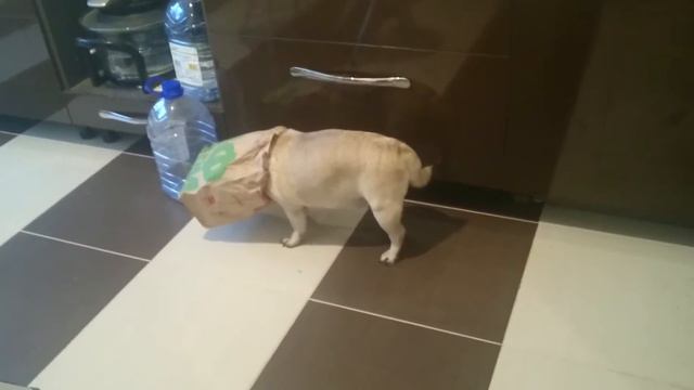 Мопс ест макдоналдс смотреть онлайн