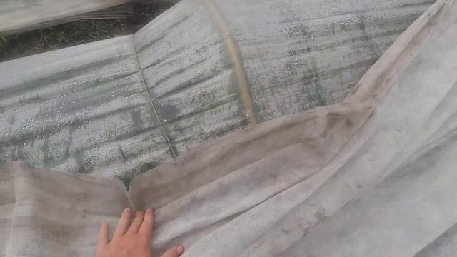 Сбор клубники Альба смотреть онлайн