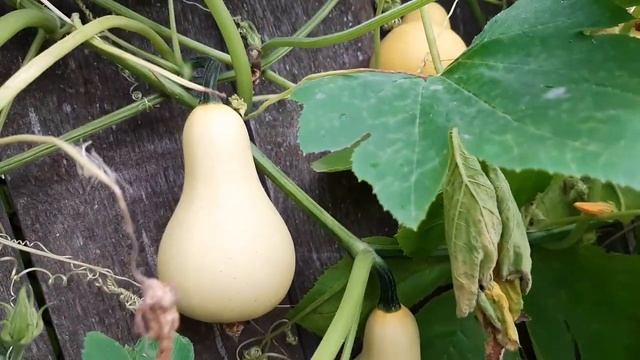 Идеи декора Что посадить вдоль забора garden decor Сибирский сад смотреть онлайн