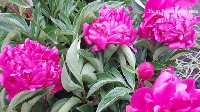 В деревне летом/Новоусманский р-он/Июнь 2023г смотреть онлайн