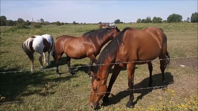 АНГЛИЯ Horses Whittlesey.Прекрасные лошади. смотреть онлайн