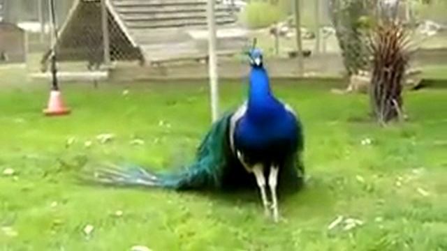 Красота павлина смотреть онлайн