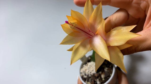 Schlumbergera hybrid - ‘Triana’ смотреть онлайн