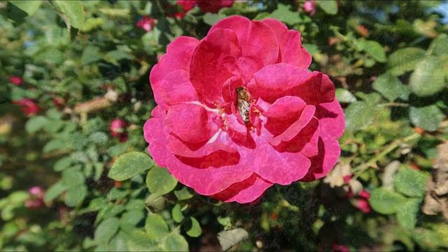 English Rose Garden @ Royal Botanic Gardens Kew London 2020