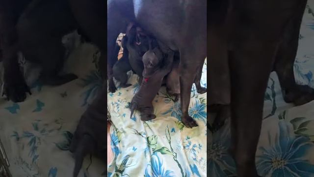 Эти щенки продаются