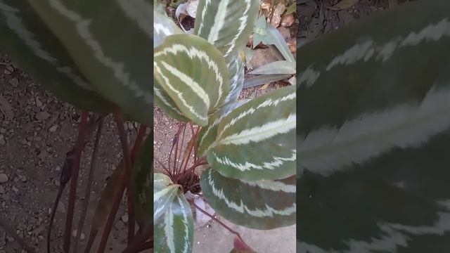 calathea Roseopicta смотреть онлайн