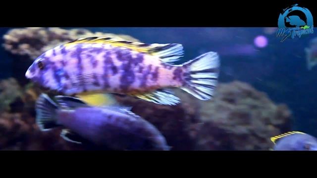 MSTropical Labeotropheus Trewavasae Marmalade Cat смотреть онлайн