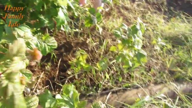 Vlog. Поливаем насаждения, собираем ягоду. Дачный участок 13 день. Safina Family смотреть онлайн